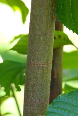 Hovenia dulcis - dužistopka sladká - stonek